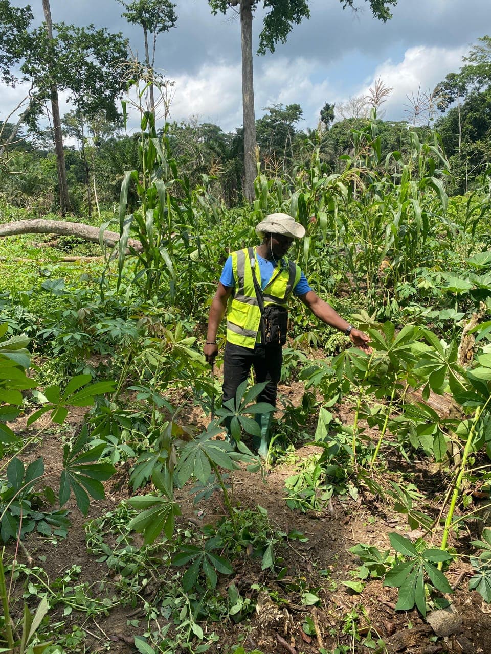 Agriculture in Cameroon